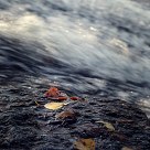 Dying Autumn